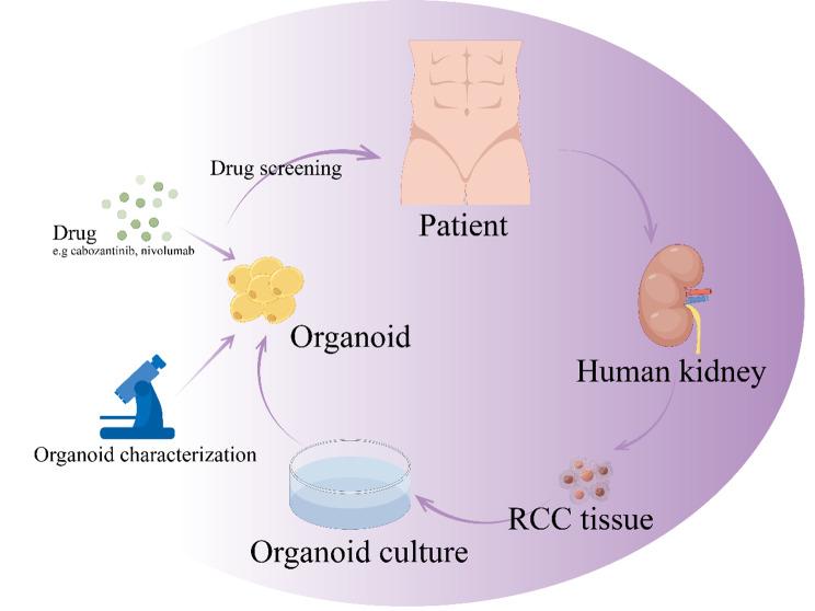 https://cdn.ncbi.nlm.nih.gov/pmc/blobs/8a2b/11165752/797286c61d87/12894_2024_1511_Fig4_HTML.jpg