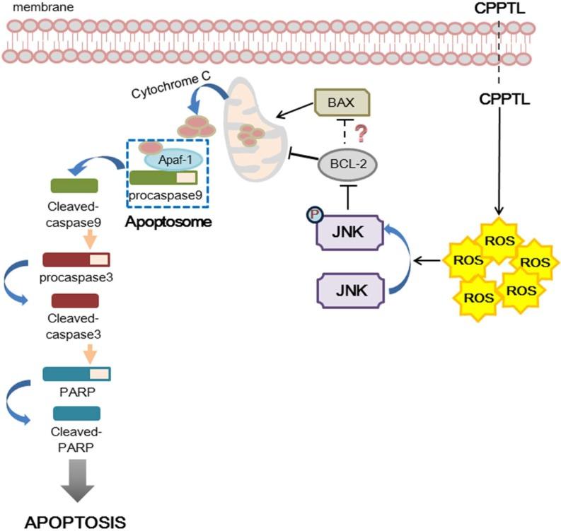 https://cdn.ncbi.nlm.nih.gov/pmc/blobs/8a2e/5503589/54dd2df7ba45/oncotarget-08-38990-g005.jpg