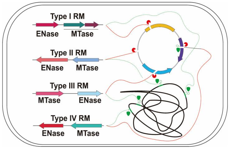 https://cdn.ncbi.nlm.nih.gov/pmc/blobs/8a30/12114051/3dc0db9b81ff/microorganisms-13-01126-g003.jpg