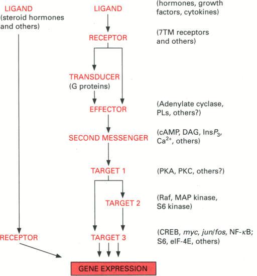 https://cdn.ncbi.nlm.nih.gov/pmc/blobs/8a36/1132529/535b364fcc03/biochemj00113-0011-a.jpg