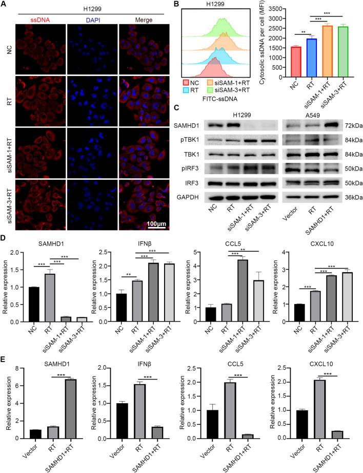 https://cdn.ncbi.nlm.nih.gov/pmc/blobs/8a37/9798699/1abebda3b637/12967_2022_3844_Fig5_HTML.jpg