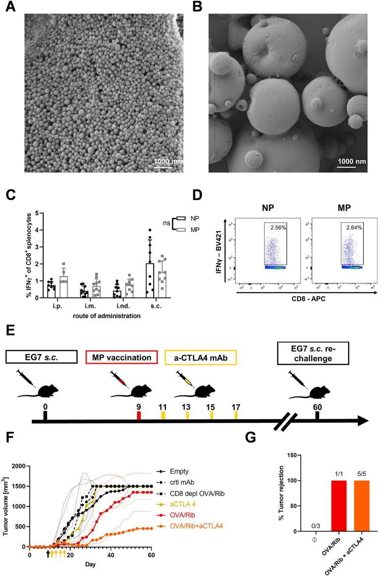 https://cdn.ncbi.nlm.nih.gov/pmc/blobs/8a3d/11699619/1a6c5e19337e/gr13.jpg