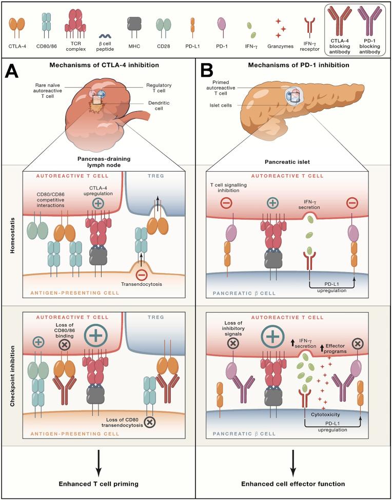 https://cdn.ncbi.nlm.nih.gov/pmc/blobs/8a3d/11699619/334983816be4/gr6.jpg