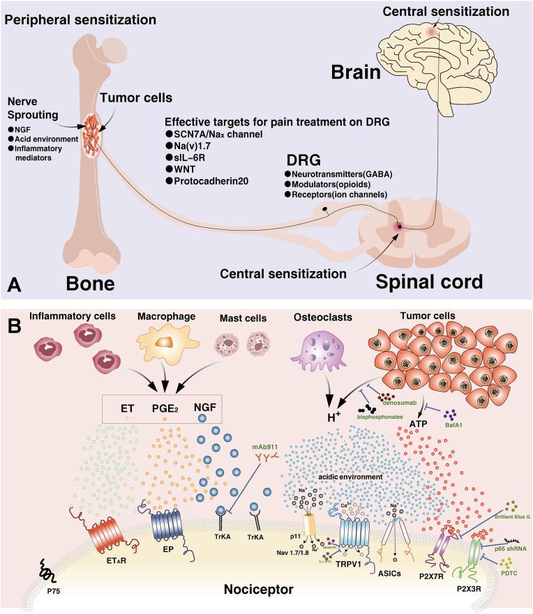 https://cdn.ncbi.nlm.nih.gov/pmc/blobs/8a3d/11699619/838967c772f2/gr5.jpg