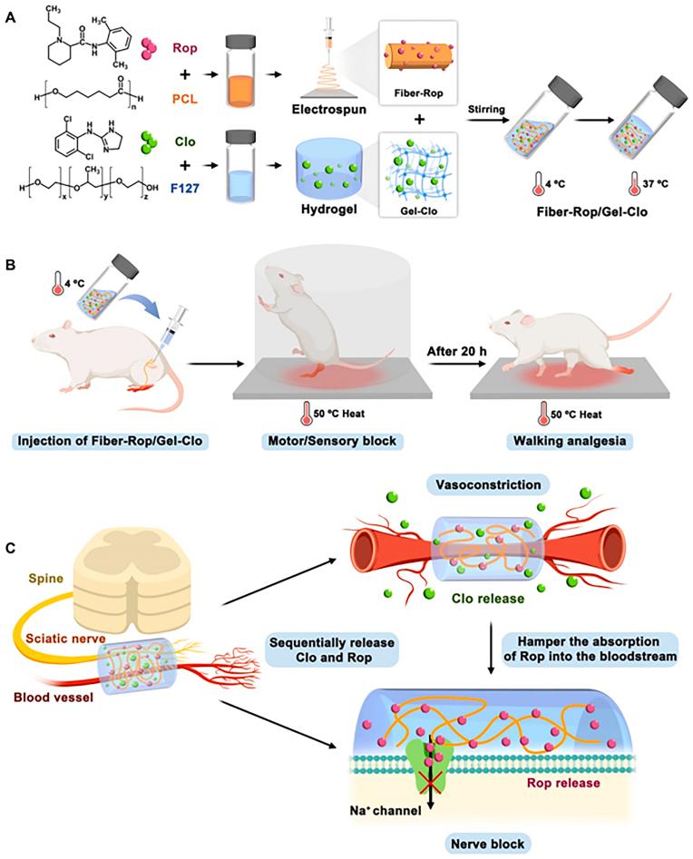 https://cdn.ncbi.nlm.nih.gov/pmc/blobs/8a3d/11699619/88d4b50b10e3/gr12.jpg