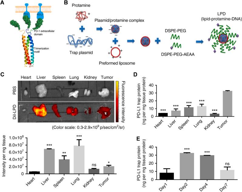 https://cdn.ncbi.nlm.nih.gov/pmc/blobs/8a3d/11699619/9a26da97463b/gr18.jpg