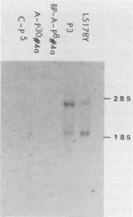 https://cdn.ncbi.nlm.nih.gov/pmc/blobs/8a46/252846/015a987e70a6/jvirol00114-0419-b.jpg