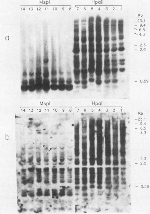 https://cdn.ncbi.nlm.nih.gov/pmc/blobs/8a46/252846/1a30fb3671b3/jvirol00114-0418-a.jpg