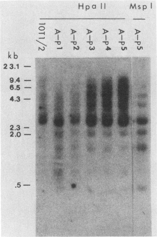https://cdn.ncbi.nlm.nih.gov/pmc/blobs/8a46/252846/70a6ff4f4ad6/jvirol00114-0420-a.jpg