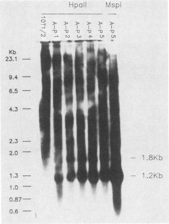 https://cdn.ncbi.nlm.nih.gov/pmc/blobs/8a46/252846/a5c6ce4c514b/jvirol00114-0418-b.jpg