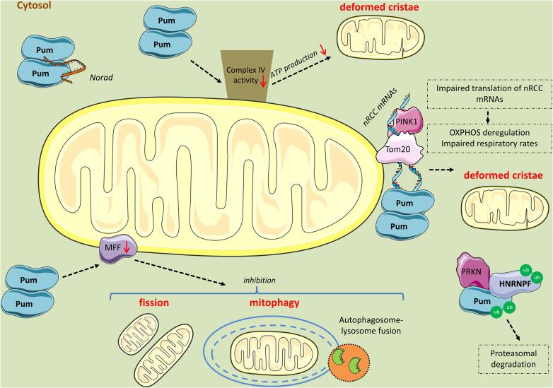 https://cdn.ncbi.nlm.nih.gov/pmc/blobs/8a48/7287033/66f90e2e1516/fcell-08-00372-g004.jpg