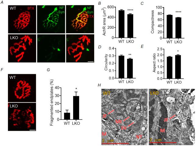 https://cdn.ncbi.nlm.nih.gov/pmc/blobs/8a4d/11512103/1553ac1f3cf2/dmm-17-050905-g2.jpg