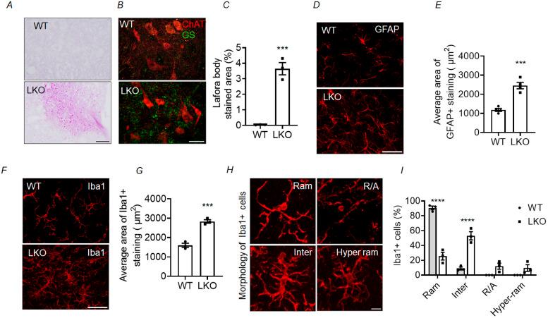 https://cdn.ncbi.nlm.nih.gov/pmc/blobs/8a4d/11512103/5a2d03fc921d/dmm-17-050905-g5.jpg