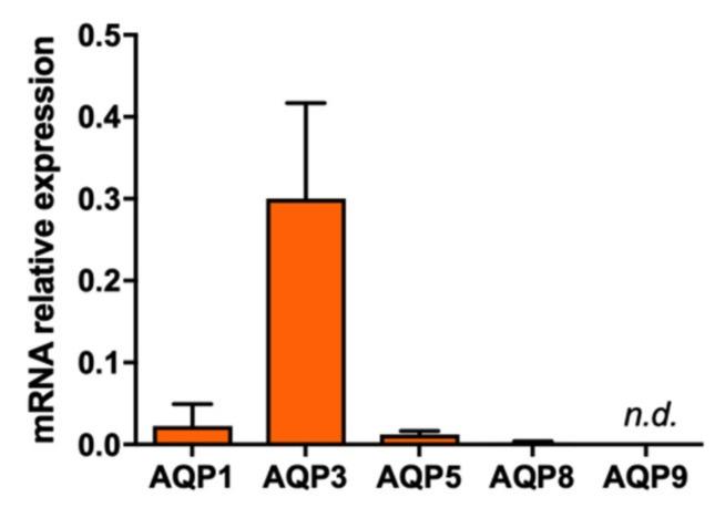 https://cdn.ncbi.nlm.nih.gov/pmc/blobs/8a4f/7177757/13f045e49a45/ijms-21-02467-g004.jpg