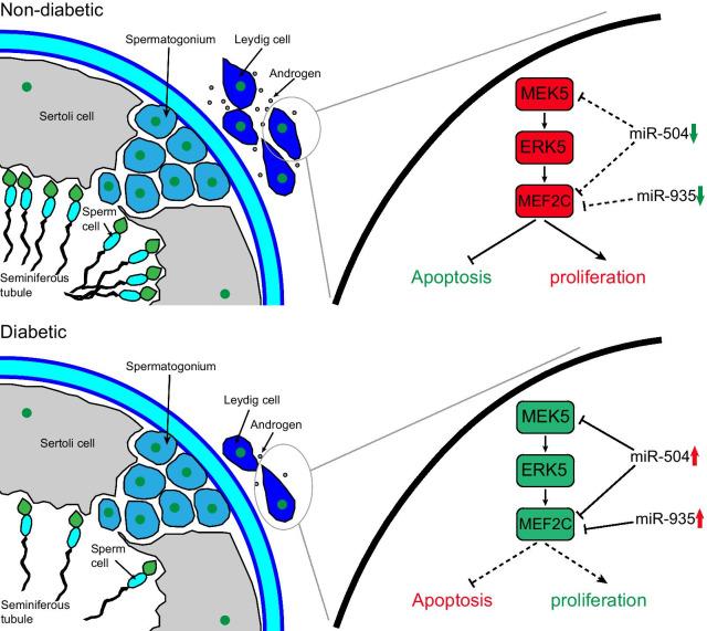 https://cdn.ncbi.nlm.nih.gov/pmc/blobs/8a4f/8425090/aba693a5646d/10020_2021_370_Fig7_HTML.jpg