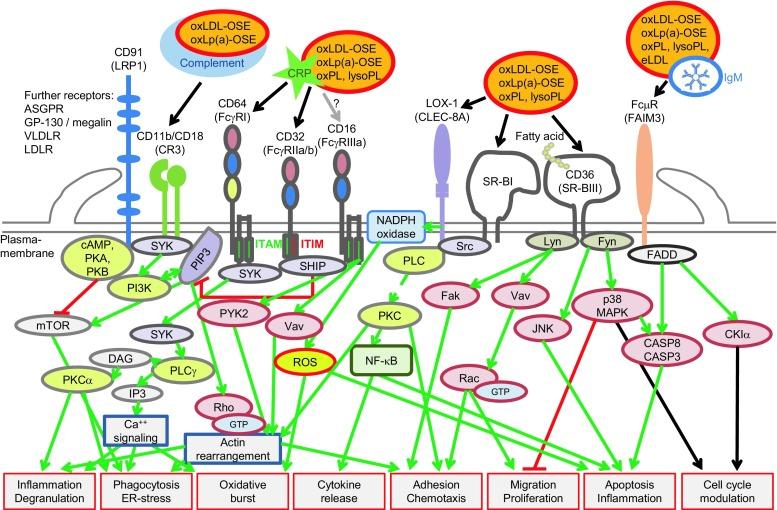 https://cdn.ncbi.nlm.nih.gov/pmc/blobs/8a50/5352764/80824cec7c65/11789_2017_84_Fig1_HTML.jpg