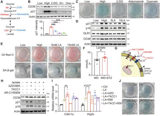 https://cdn.ncbi.nlm.nih.gov/pmc/blobs/8a52/12412570/2b0e6bdc340e/ADVS-12-e00141-g001.jpg