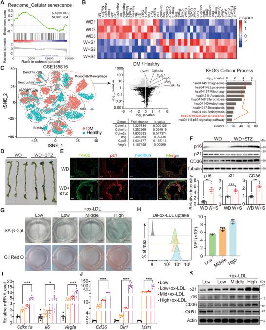 https://cdn.ncbi.nlm.nih.gov/pmc/blobs/8a52/12412570/e59402bc48e4/ADVS-12-e00141-g007.jpg