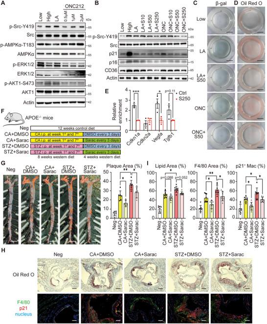 https://cdn.ncbi.nlm.nih.gov/pmc/blobs/8a52/12412570/f90b473a036f/ADVS-12-e00141-g002.jpg