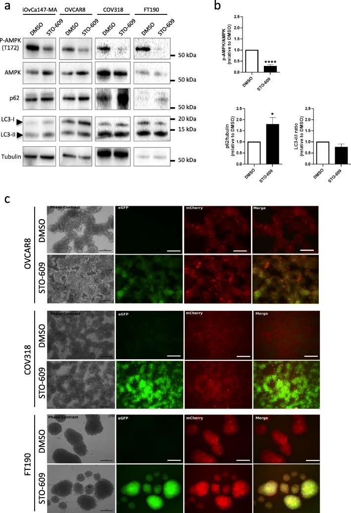 https://cdn.ncbi.nlm.nih.gov/pmc/blobs/8a58/7216359/c187c4285968/13048_2020_660_Fig4_HTML.jpg