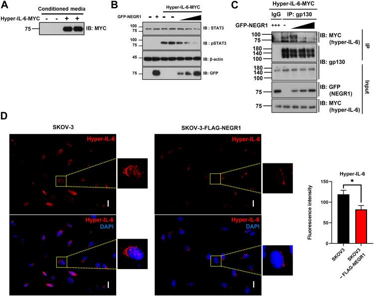 https://cdn.ncbi.nlm.nih.gov/pmc/blobs/8a59/10175572/1e5d083f7baf/fmolb-10-1148521-g007.jpg