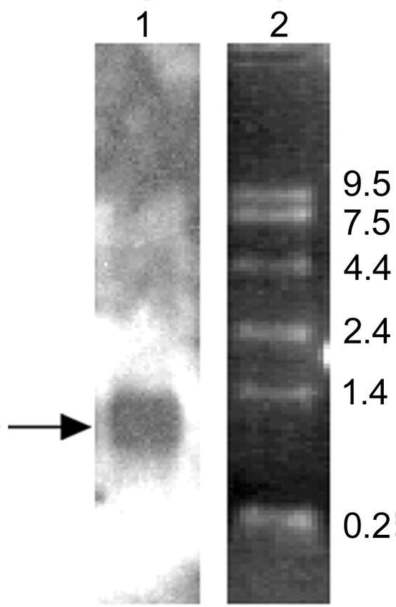 https://cdn.ncbi.nlm.nih.gov/pmc/blobs/8a5b/355919/04b781941677/i1536-2442-002-21-0001-f702.jpg