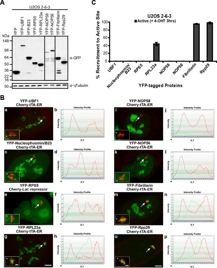 https://cdn.ncbi.nlm.nih.gov/pmc/blobs/8a5b/4814222/94d12dc1daba/1154fig2.jpg
