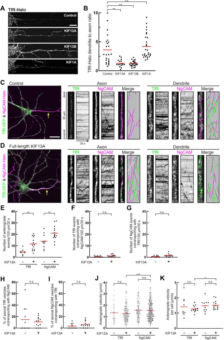 https://cdn.ncbi.nlm.nih.gov/pmc/blobs/8a5e/11238084/0a755e11ac1a/mbc-35-ar81-g002.jpg