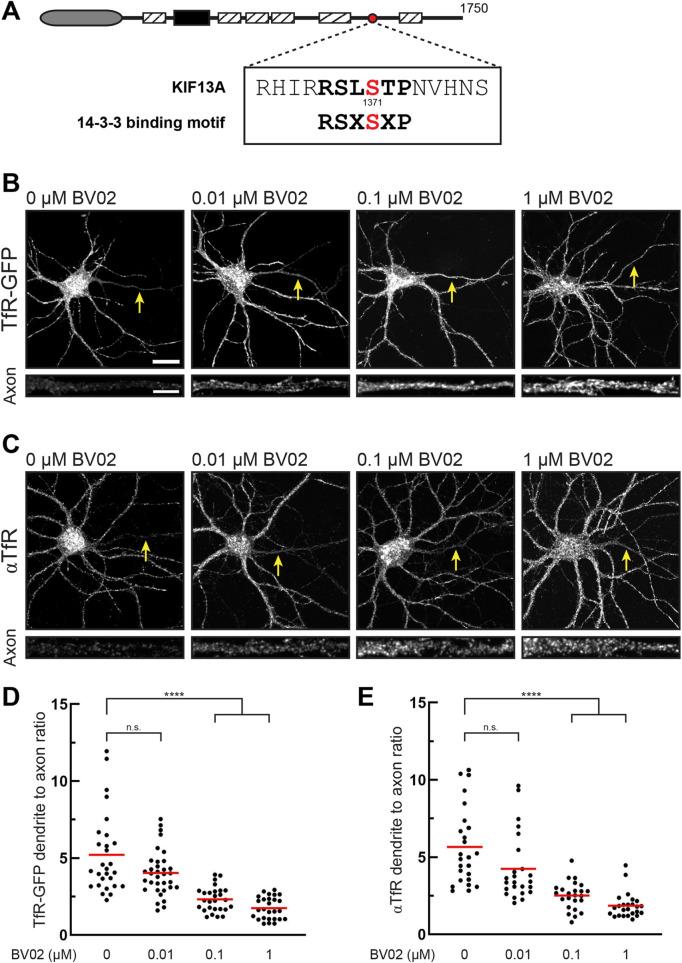 https://cdn.ncbi.nlm.nih.gov/pmc/blobs/8a5e/11238084/f07eaaf3324d/mbc-35-ar81-g005.jpg