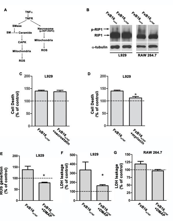 https://cdn.ncbi.nlm.nih.gov/pmc/blobs/8a5f/3895838/ff405da0f1e1/1750-2187-8-12-5.jpg