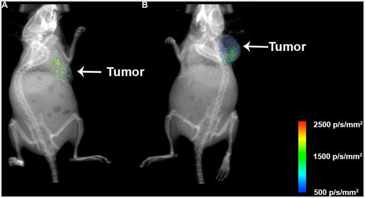 https://cdn.ncbi.nlm.nih.gov/pmc/blobs/8a61/10292846/d28aa1e3af69/fmed-10-1191315-g013.jpg