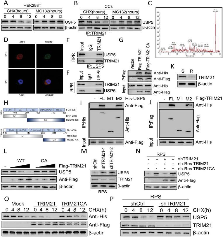 https://cdn.ncbi.nlm.nih.gov/pmc/blobs/8a64/11425886/e7f5406f4cac/ADVS-11-2401171-g005.jpg