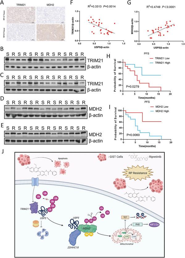 https://cdn.ncbi.nlm.nih.gov/pmc/blobs/8a64/11425886/ea2f617f3793/ADVS-11-2401171-g009.jpg