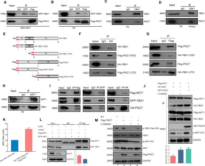 https://cdn.ncbi.nlm.nih.gov/pmc/blobs/8a64/11658377/a0b09eb5fb90/12964_2024_1976_Fig6_HTML.jpg