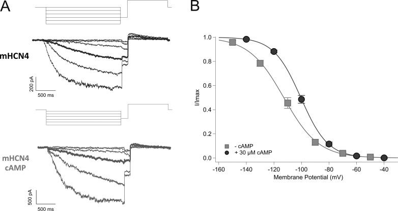 https://cdn.ncbi.nlm.nih.gov/pmc/blobs/8a68/11040500/a1f007f55708/JGP_202313505_FigS1.jpg
