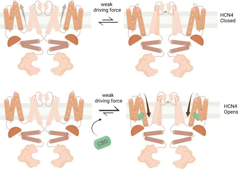 https://cdn.ncbi.nlm.nih.gov/pmc/blobs/8a68/11040500/eac9c82d2607/JGP_202313505_Fig5.jpg