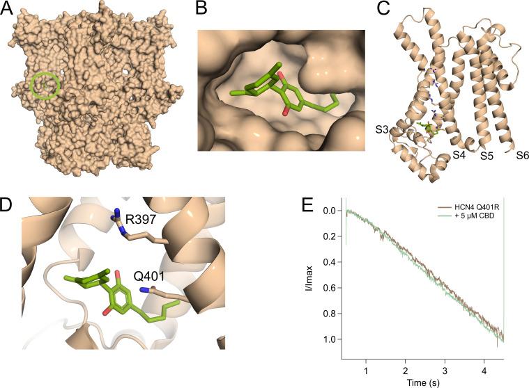 https://cdn.ncbi.nlm.nih.gov/pmc/blobs/8a68/11040500/eba99cc2360f/JGP_202313505_Fig4.jpg