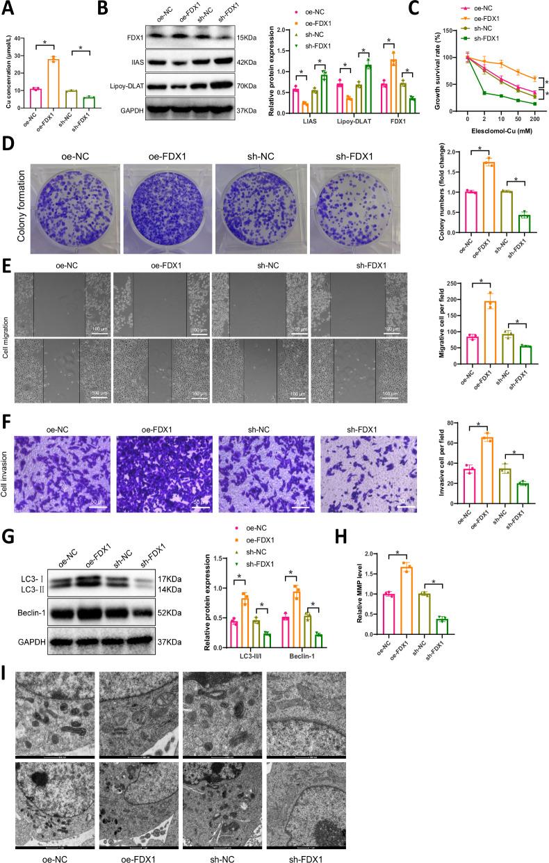 https://cdn.ncbi.nlm.nih.gov/pmc/blobs/8a69/12238385/b38b2880dd8b/41698_2025_994_Fig4_HTML.jpg