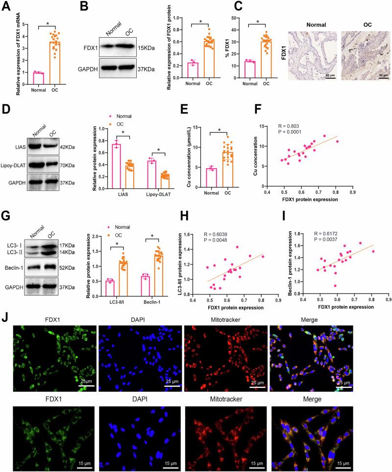 https://cdn.ncbi.nlm.nih.gov/pmc/blobs/8a69/12238385/da18c5339658/41698_2025_994_Fig3_HTML.jpg