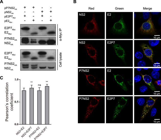 https://cdn.ncbi.nlm.nih.gov/pmc/blobs/8a6b/5636883/f29d46257622/41598_2017_13352_Fig5_HTML.jpg