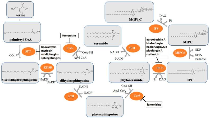 https://cdn.ncbi.nlm.nih.gov/pmc/blobs/8a6e/10741038/d677697ff3fb/antibiotics-12-01716-g006.jpg