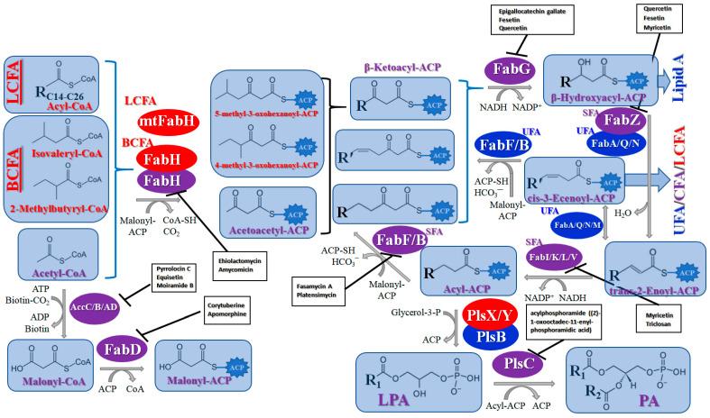 https://cdn.ncbi.nlm.nih.gov/pmc/blobs/8a6e/10741038/e3f6a2dccf2e/antibiotics-12-01716-g001.jpg