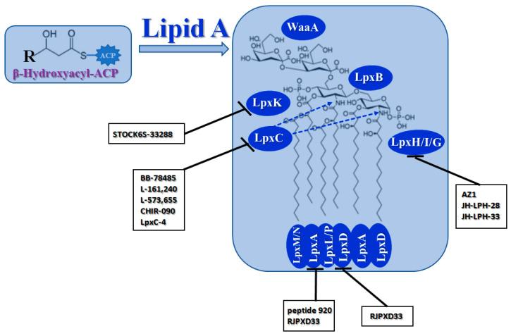 https://cdn.ncbi.nlm.nih.gov/pmc/blobs/8a6e/10741038/e468e7689183/antibiotics-12-01716-g003.jpg