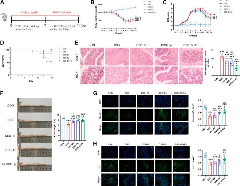 https://cdn.ncbi.nlm.nih.gov/pmc/blobs/8a6f/11376976/be24e00dcc05/ajpgi.00303.2023_f004.jpg