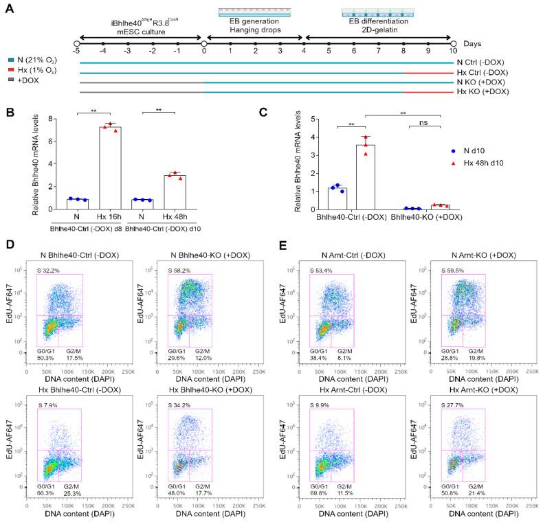 https://cdn.ncbi.nlm.nih.gov/pmc/blobs/8a72/11277088/82bc9c490560/ijms-25-07669-g004.jpg