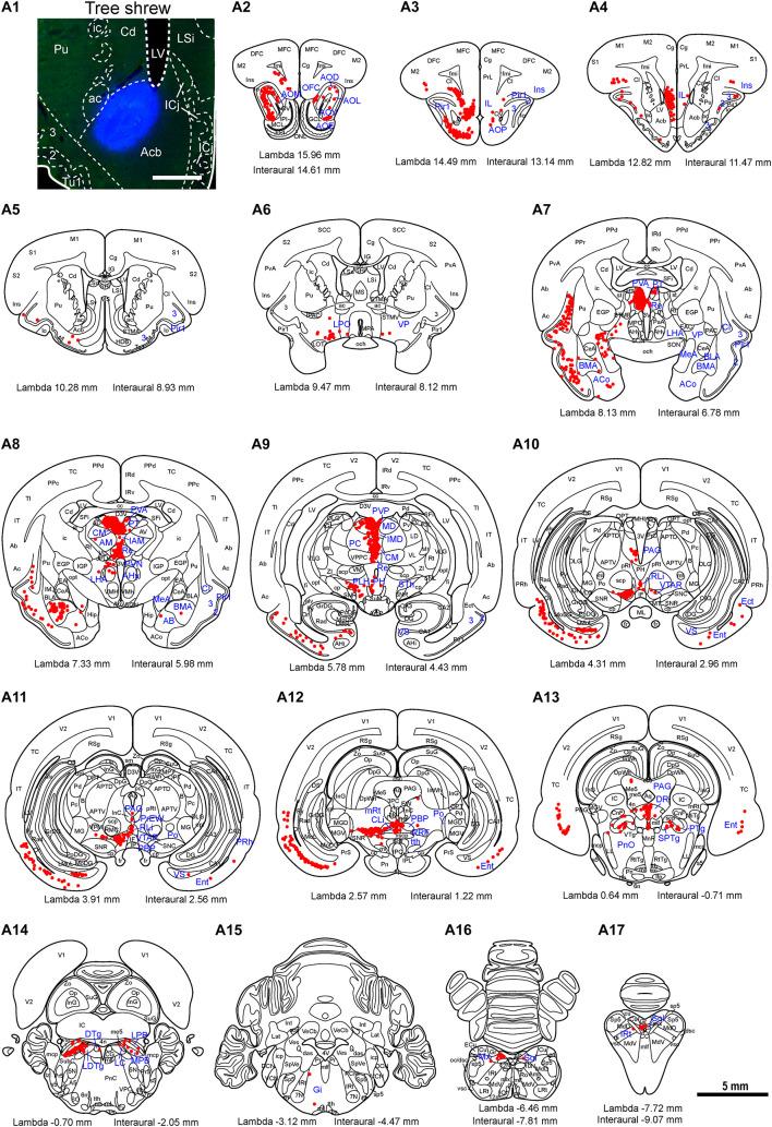 https://cdn.ncbi.nlm.nih.gov/pmc/blobs/8a74/8593333/f4b56a4ab819/fnana-15-763298-g009.jpg