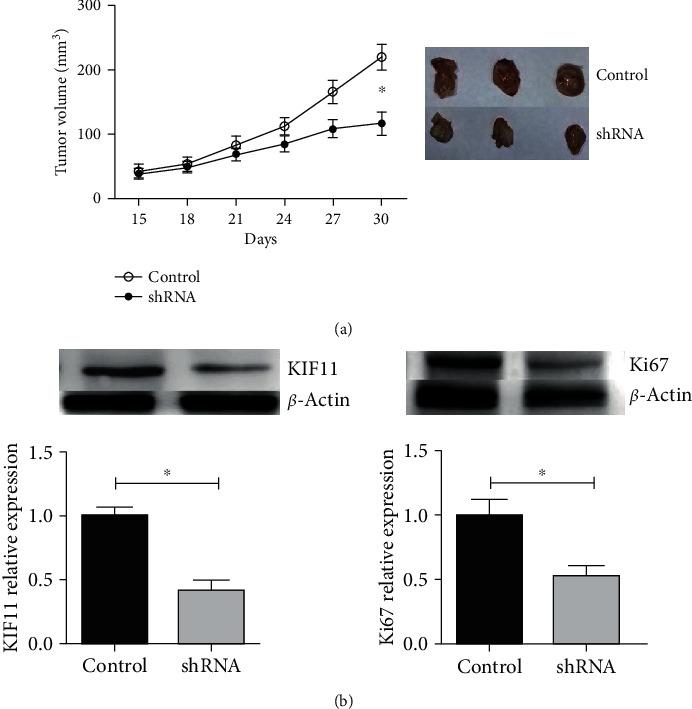 https://cdn.ncbi.nlm.nih.gov/pmc/blobs/8a78/7801104/d79aa0d278c4/BMRI2021-2676745.005.jpg
