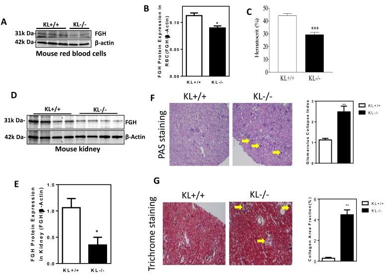 https://cdn.ncbi.nlm.nih.gov/pmc/blobs/8a79/5687603/e29fab776413/oncotarget-08-88259-g005.jpg