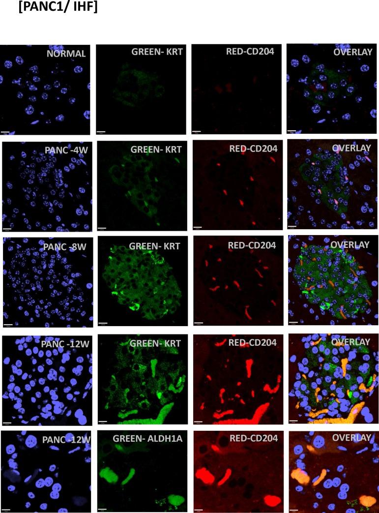 https://cdn.ncbi.nlm.nih.gov/pmc/blobs/8a7b/5619717/592ba48c76fc/pone.0184451.g008.jpg