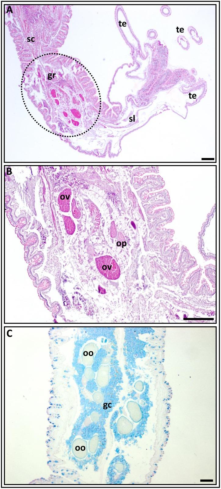 https://cdn.ncbi.nlm.nih.gov/pmc/blobs/8a80/5552035/3041ff7a357b/pone.0182677.g002.jpg
